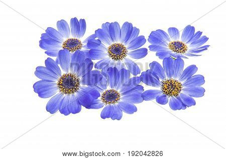 blue flowers cineraria isolated on white background