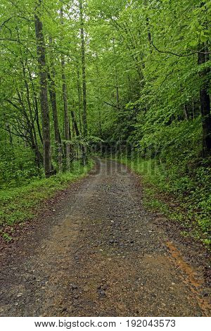 Wilderness Trail in a Rainy Forest in the Great Smoky Mountains in North Carolina