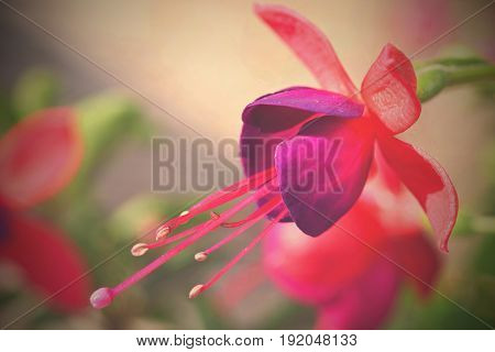 Flower. Beautiful Blossoming Fuchsia. Natural Colorful Blurred Background. (fuchsia)