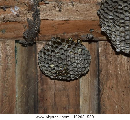 Vespiary. Wasps Polist. The Nest Of A Family Of Wasps Which Is Taken A Close-up.