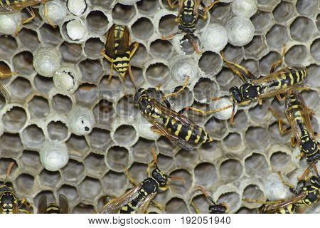 Vespiary. Wasps Polist. The Nest Of A Family Of Wasps Which Is Taken A Close-up.