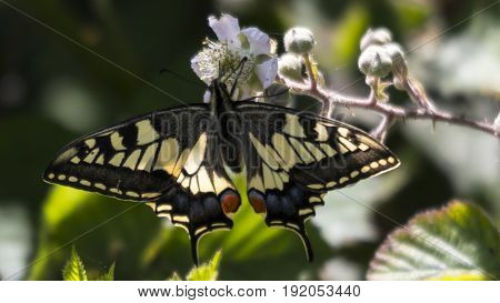 A Swallowtail Butterfly (Papilio machaon) at RSPB Strumpshaw Fen.