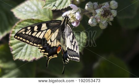 A Swallowtail Butterfly (Papilio machaon) at RSPB Strumpshaw Fen.