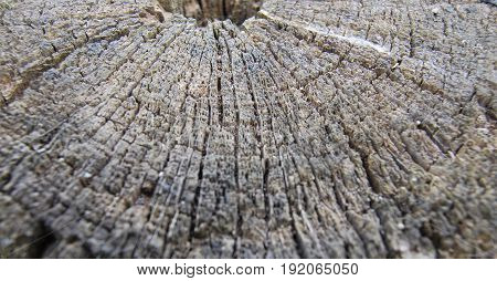 The texture of a very old wooden stump