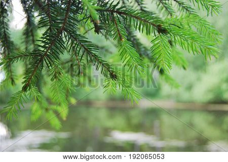 Fir branch in macro on background of pond