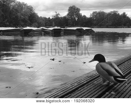 Thoughtful black and white background photo with duck and lake
