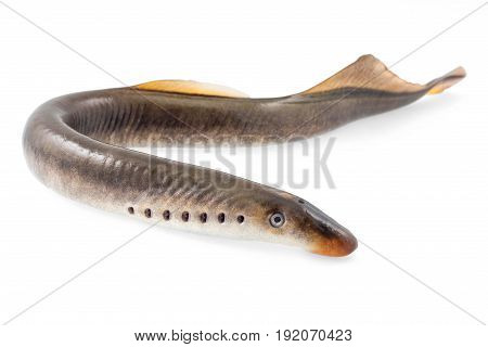 River lamprey isolated on a white background