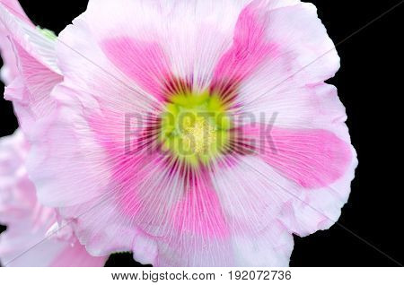 Pink hibiscus flower with yellow stamen isolated on black background. Close up.