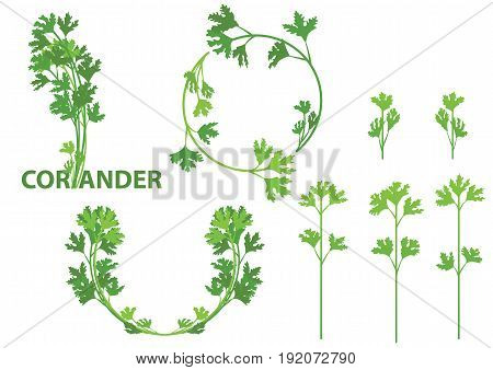 coriander herb chinese parsley food isolated logo vector illustration