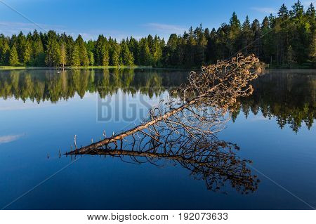 Fallen Tree, Forest And Blue Sky Reflected On Water Surface Of Lake Etang De La Gruere