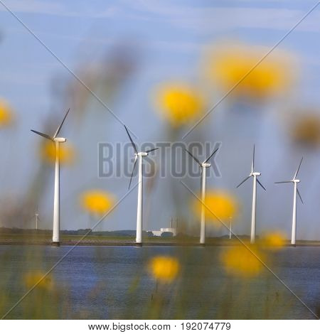 white wind turbines against blue sky off the coast of flevoland in the netherlands on sunny day seen through yellow flowers