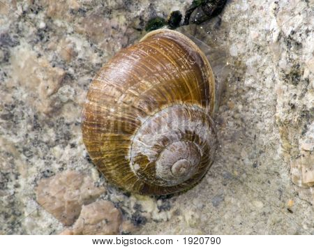 Caracol para dormir