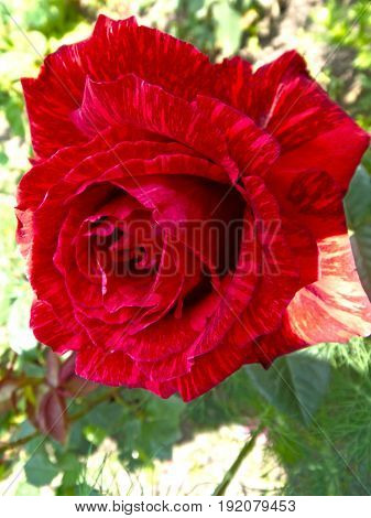 Rose close-up against a background of leaves illuminated by the sun