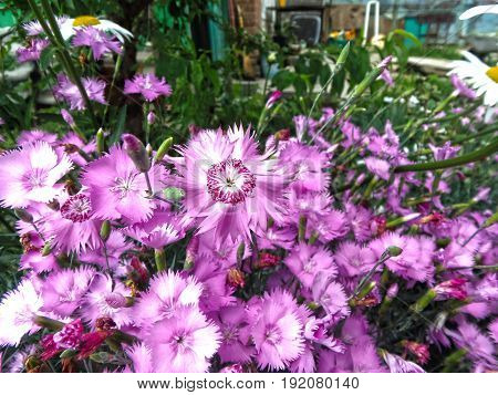 Purple carnations on the background of grass and gates