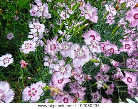 Beautiful carnations in the garden on a grass background