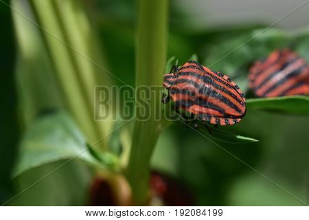 Pair of bugs on a cabbage plant