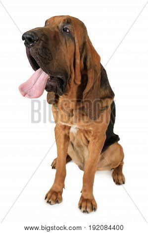 One and a half year old purebred Bloodhound dog with tongue hanging out isolated on a white background