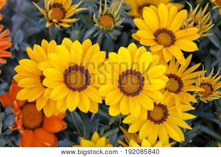 Numerous multicolored Garzania flowers smell the garden