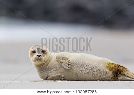 Portrait Of Common Seal (phoca Vitulina) Lying On Sand Beach