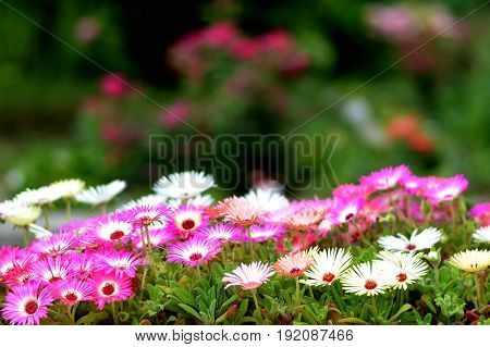 Close up of summer flowers in the garden