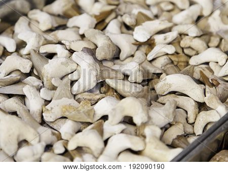 Shark teeth teeth detail of a shark wild marine animal