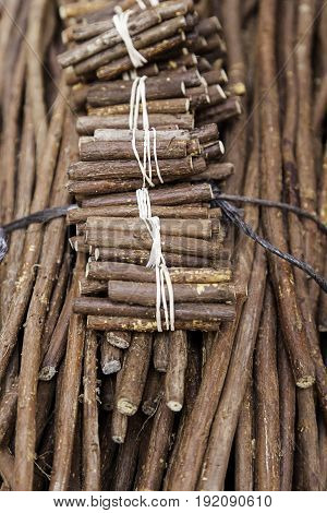 Licorice sticks detail of liquorice-flavored sticks in a city