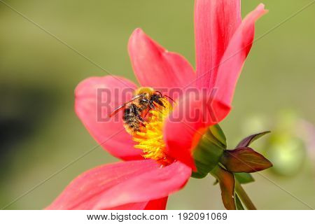 Bee on a red flower on a green background
