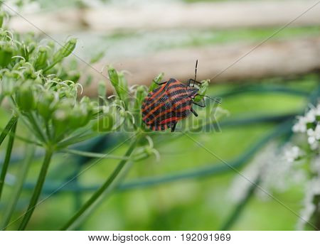 Graphosoma Lineatum Bug On A Plant Background