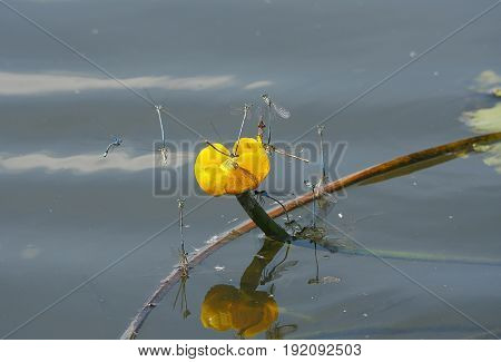 insect platycnemis pennipes mating on water background