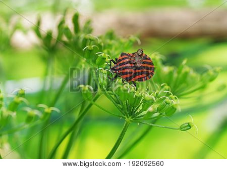 graphosoma lineatum bug with fly on plant background