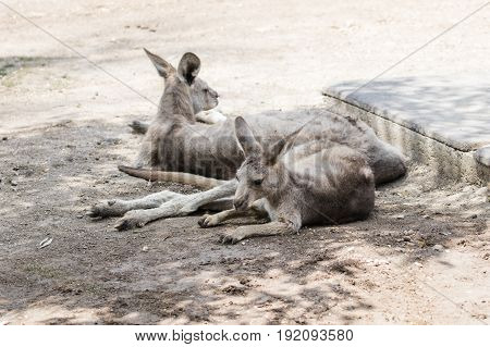 Kangaroos lie on a sunny day on the ground and rest at the Australian Zoo Gan Guru in Kibbutz Nir David in Israel