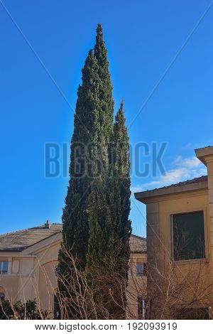 Quiet place in a neighborhood surrounded by trees and cypresses
