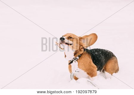 Beautiful Funny Tricolor Puppy Of English Beagle Playing Fast Running In Snow At Winter Day. Beagle Is A Breed Of Small Hound, Similar In Appearance To The Much Larger Foxhound.