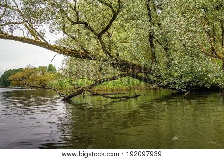 Overhanging willow trees in a wild freshwater tidal area in the Netherlands. This special area De BIesbosch has the status of a National Park.