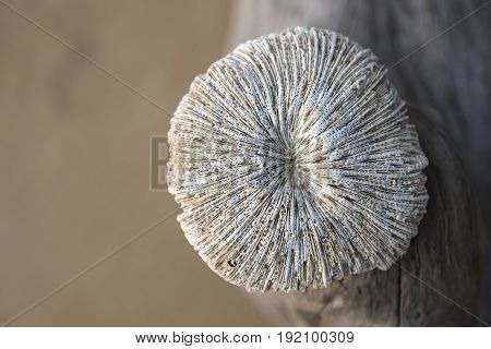 Sponge at the beach of Tioman Island