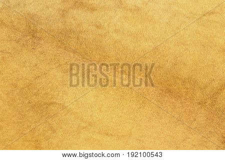 african lion fur texture of real pelt