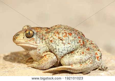 colorful garlic toad standing on the ground ( Pelobates fuscus )