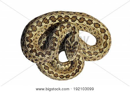 beautiful male meadow viper isolated over white background ( Vipera ursinii rakosiensis the rarest snake in Europe )