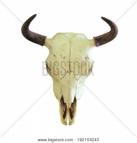 skull of european bison ( Bison bonasus ) hunting trophy isolated over white background