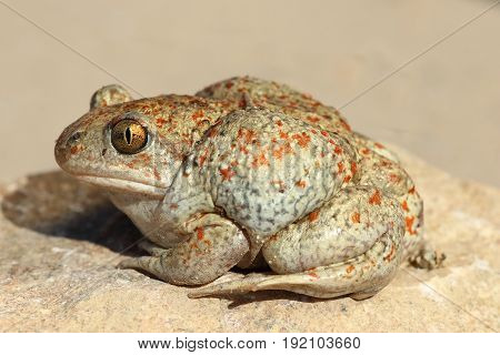 profile view of garlic toad ( Pelobates fuscus )