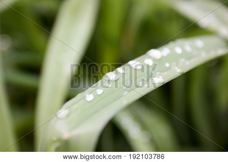 Drops Of Rain On The Current Grass. Horizontal
