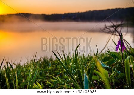 Spring Flowers In The Forest. Beautiful Purple Plants. Green Juicy Grass. Morning Sunrise In The Woo
