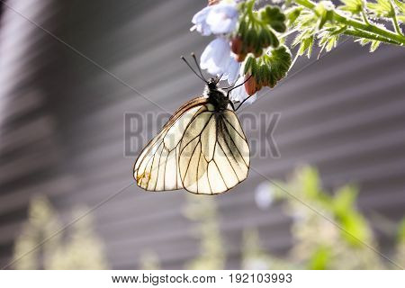 White Butterfly With Wiry Wings, On A Blue Bell Flower