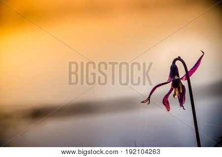 Spring Flowers In The Forest. Beautiful Purple Plants. Green Juicy Grass. Morning Sunrise In The Woo