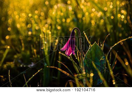 Spring Flowers In The Forest. Beautiful Purple Plants. Green Juicy Grass. Morning Sunrise In The Woo