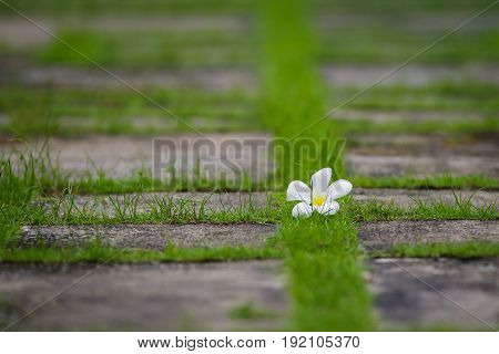 Falling white plumeria flower on green grass