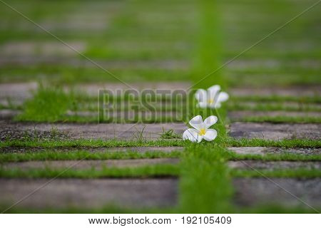 Falling white plumeria flowers on green grass