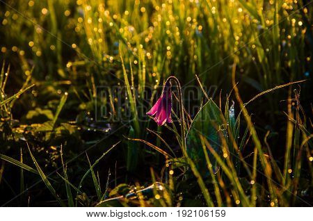 Spring Flowers In The Forest. Beautiful Purple Plants. Green Juicy Grass. Morning Sunrise In The Woo