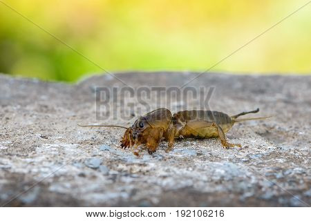 The portrait of a large insect living in the land - gryllotalpa which is a dangerous pest in agriculture.