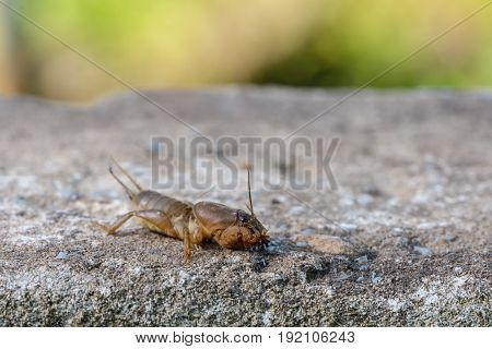 The Portrait Of A Large Insect Living In The Land - Gryllotalpa